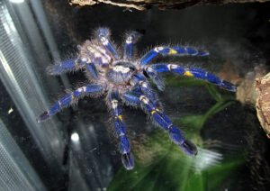 Vilnius 27 1200px Poecilotheria metallica juvenile male