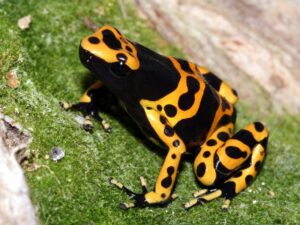 Vilnius 25 DLeucomelas015800 to