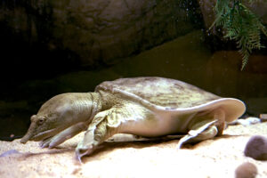 Vilnius 21 DSC09767 Chinese Softshell Turtle 37081082331