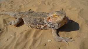 Vilnius 24 Pogona vitticeps close up 2009 G4