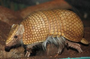 Vilnius 17 Southern Three Banded Armadillo 001 2