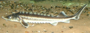Vilnius 33 Waxdick Acipenser gueldenstaedtii crop
