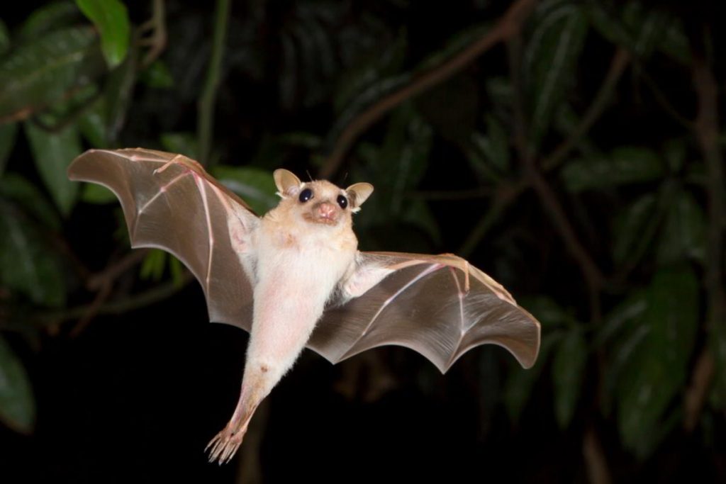Kaunas 7 1200 28928828 female fruit bat 1 1024x683 1