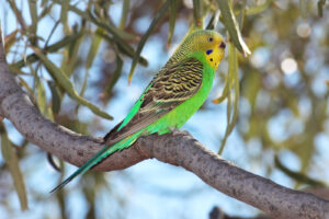 Kaunas 6 Budgerigar strzelecki qld