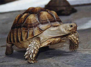Kaunas 10 african spurred tortoise1