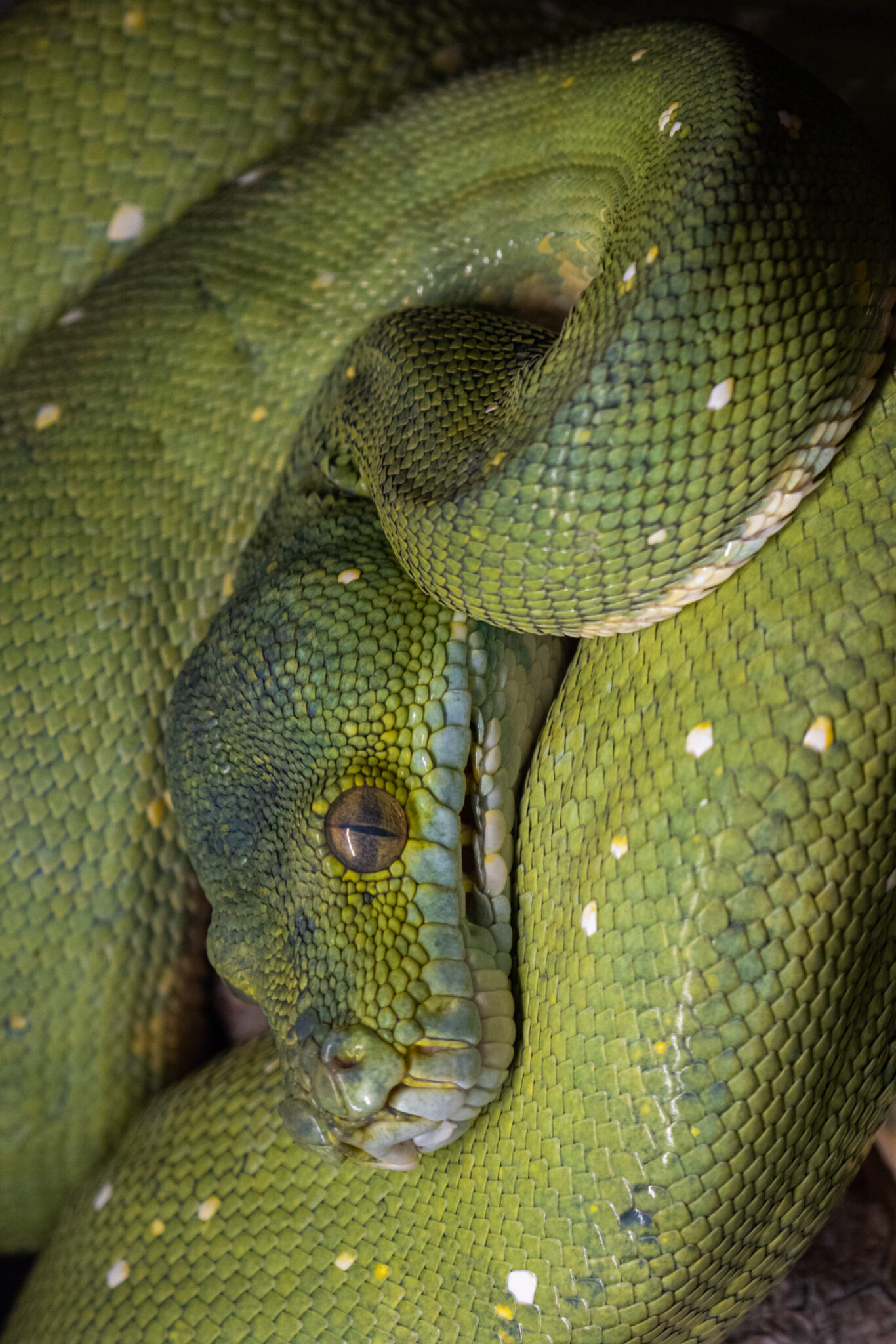 Vilnius 4 gyv 5 scaled e1759137987776