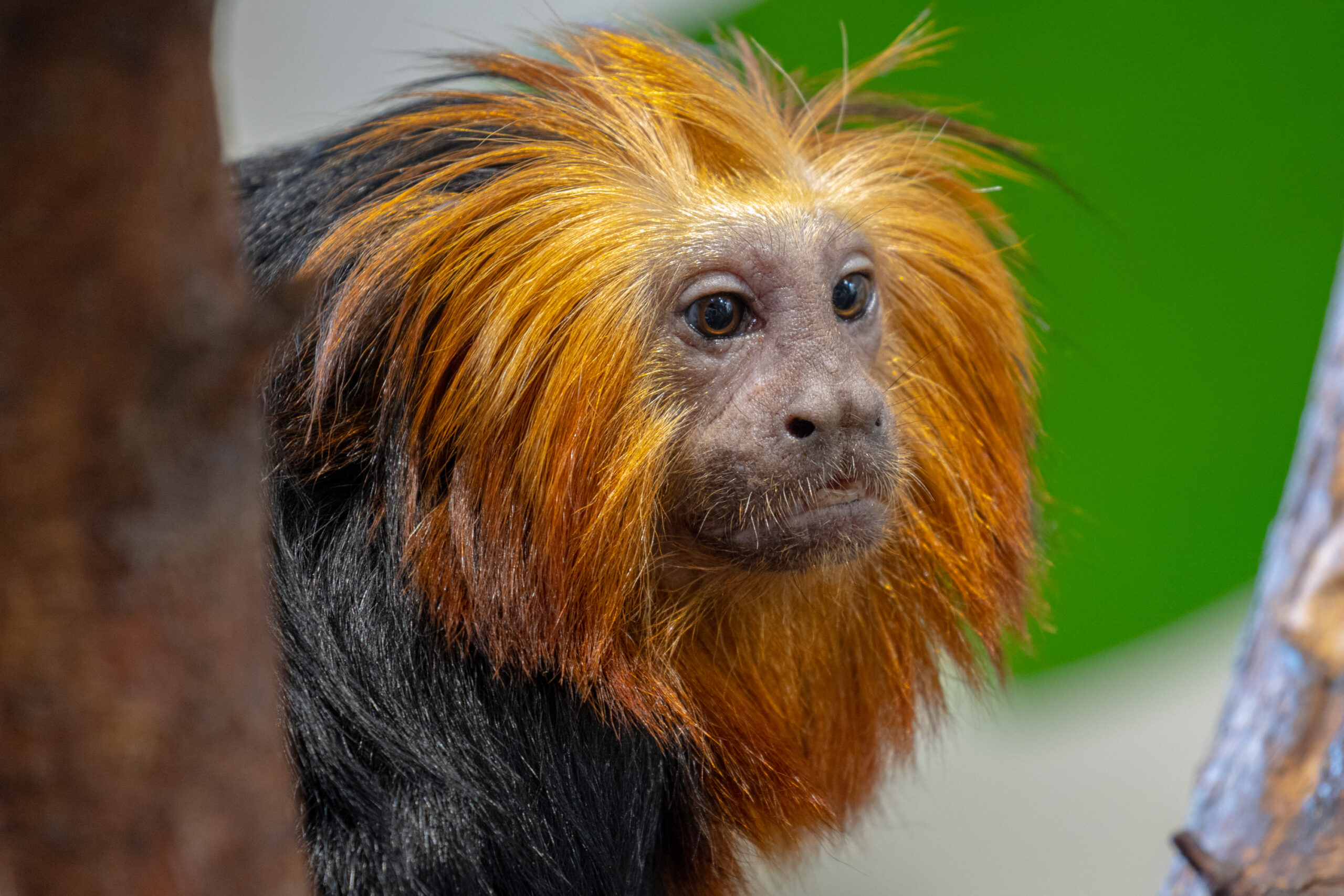 Auksagalve liutbezdzione scaled