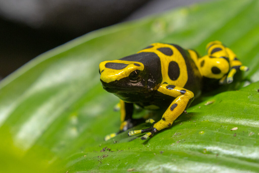 Mūsų gyvūnai 3 Australine medvarle