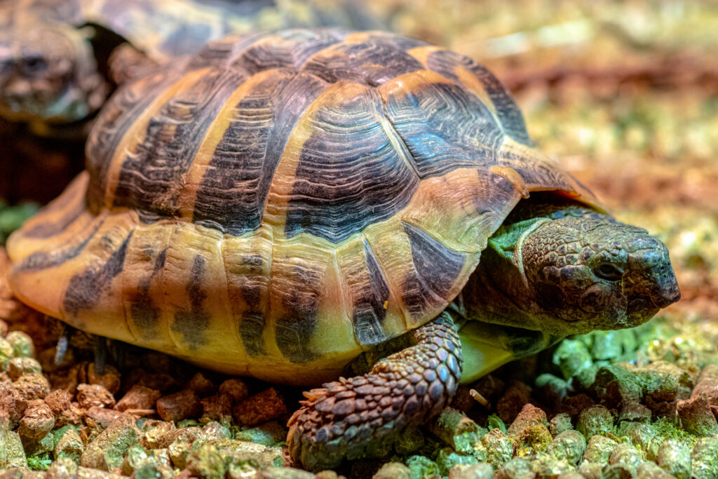 Mūsų gyvūnai 4 Balkanu vezlys