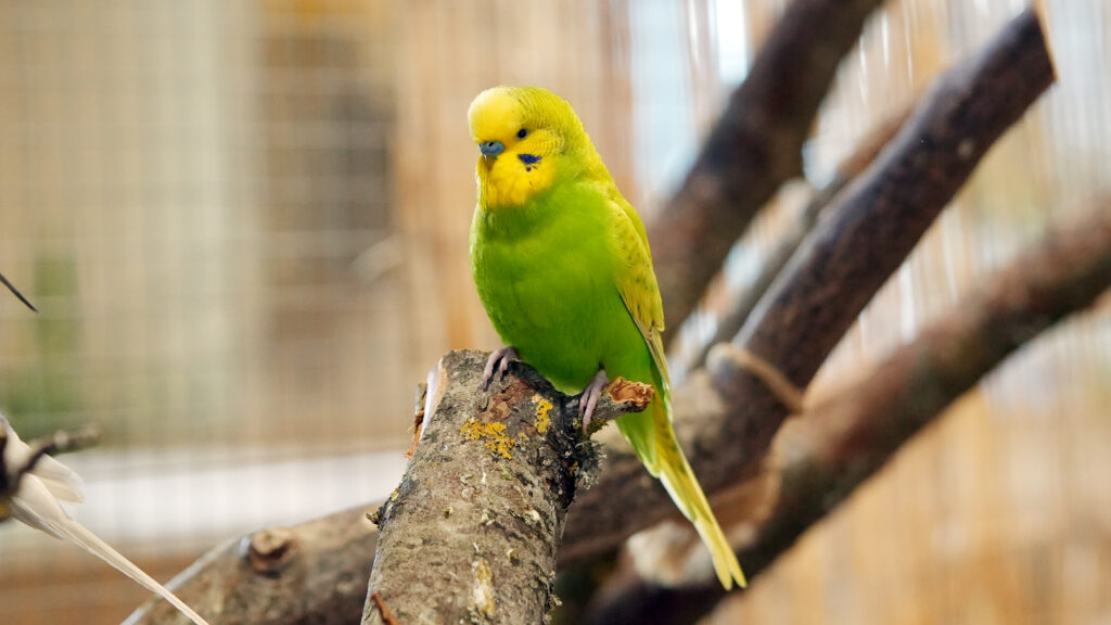 Mūsų gyvūnai 2 Banguotoji papugele