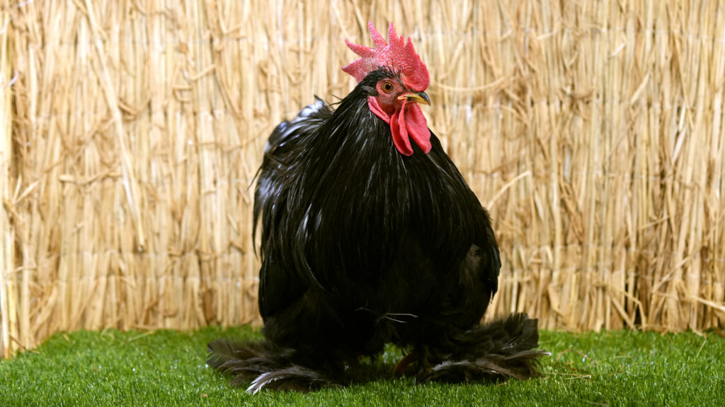 Mūsų gyvūnai 20 Bantaminis kochinchinas