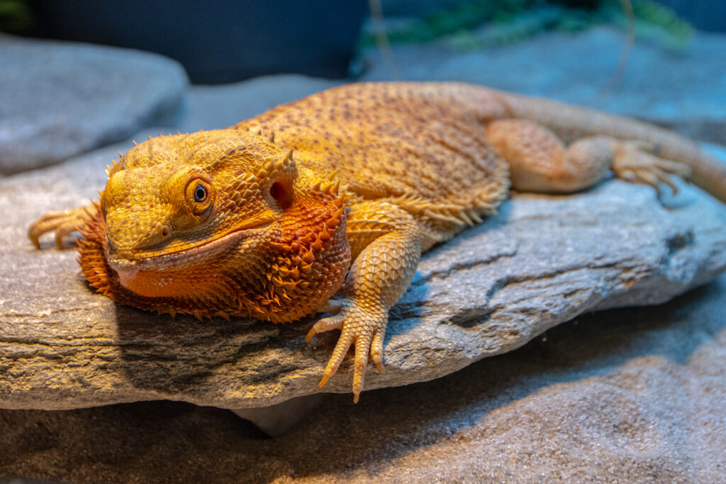 Mūsų gyvūnai 5 Barzdotoji agama