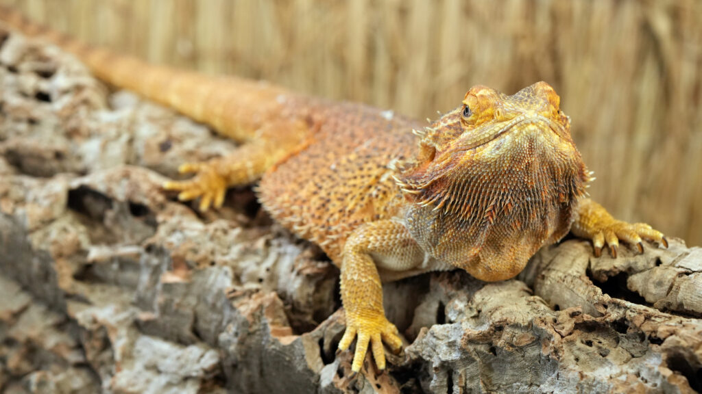 Mūsų gyvūnai 3 Barzdotoji agama 2