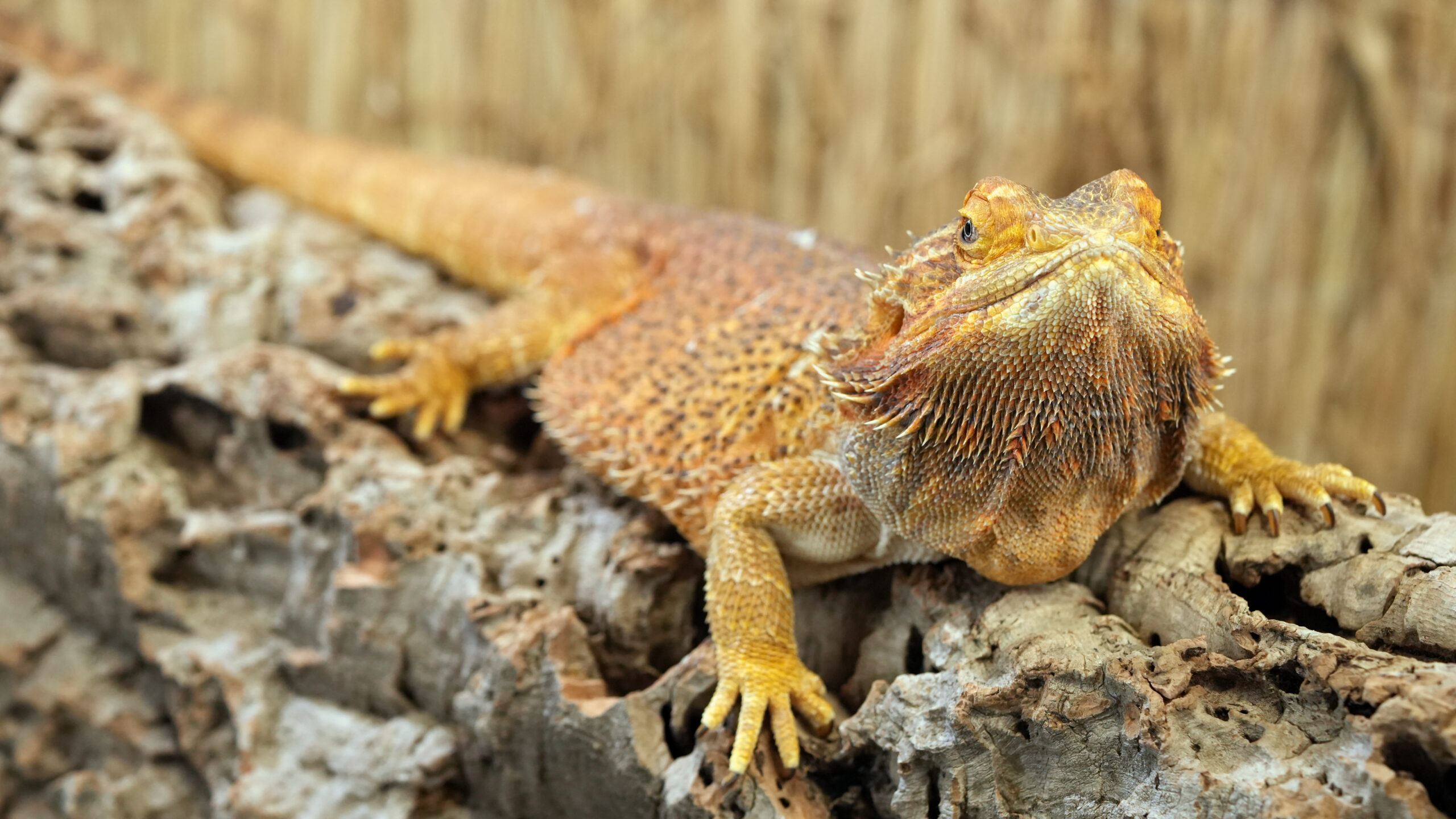 Barzdotoji agama 2 scaled