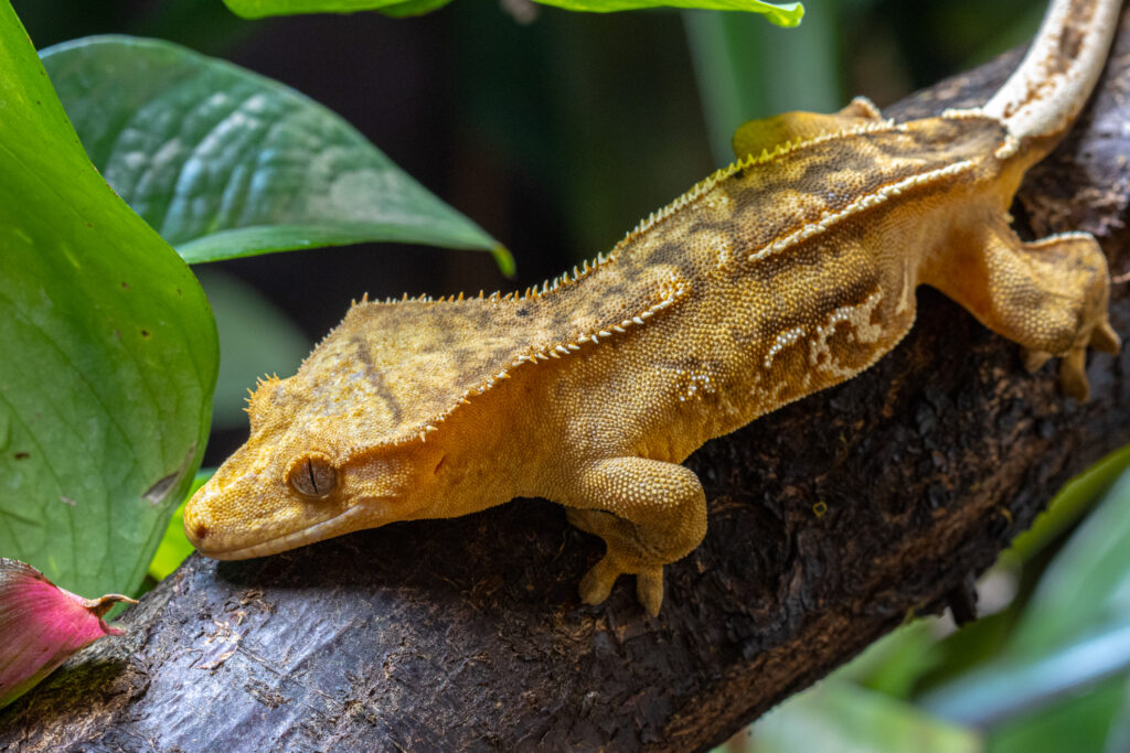 Mūsų gyvūnai 6 Blakstienuotasis gekonas