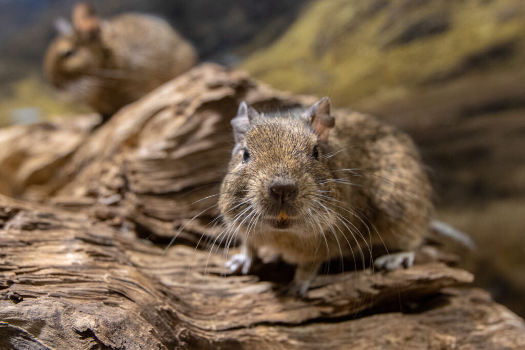 Mūsų gyvūnai 7 Degu