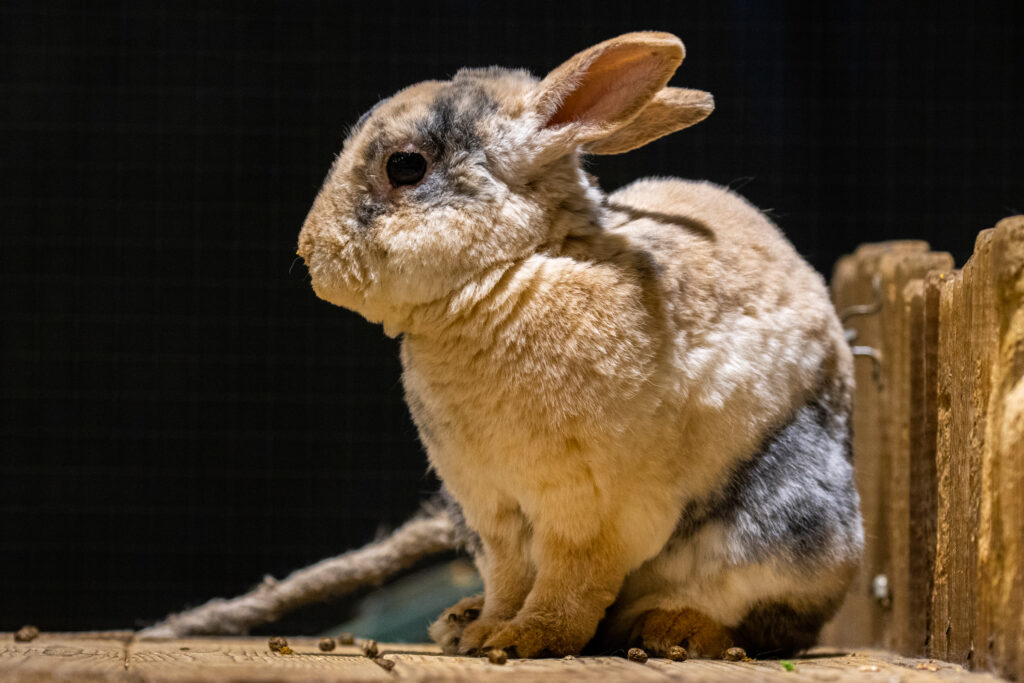 Mūsų gyvūnai 8 Dekoratyvinis triusis