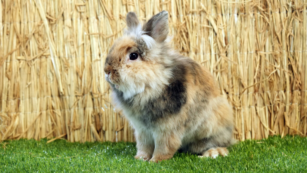 Mūsų gyvūnai 4 Dekoratyvinis triusis 3