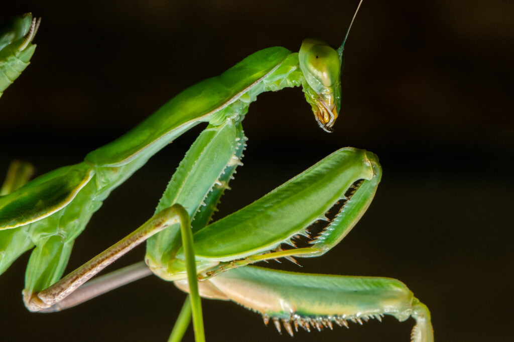 Mūsų gyvūnai 9 Didysis afrikos maldininkas
