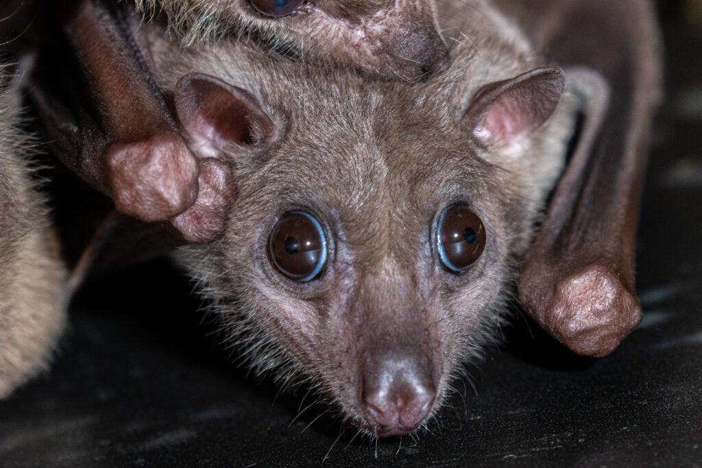 Mūsų gyvūnai 10 Egiptinis skraidantysis suo