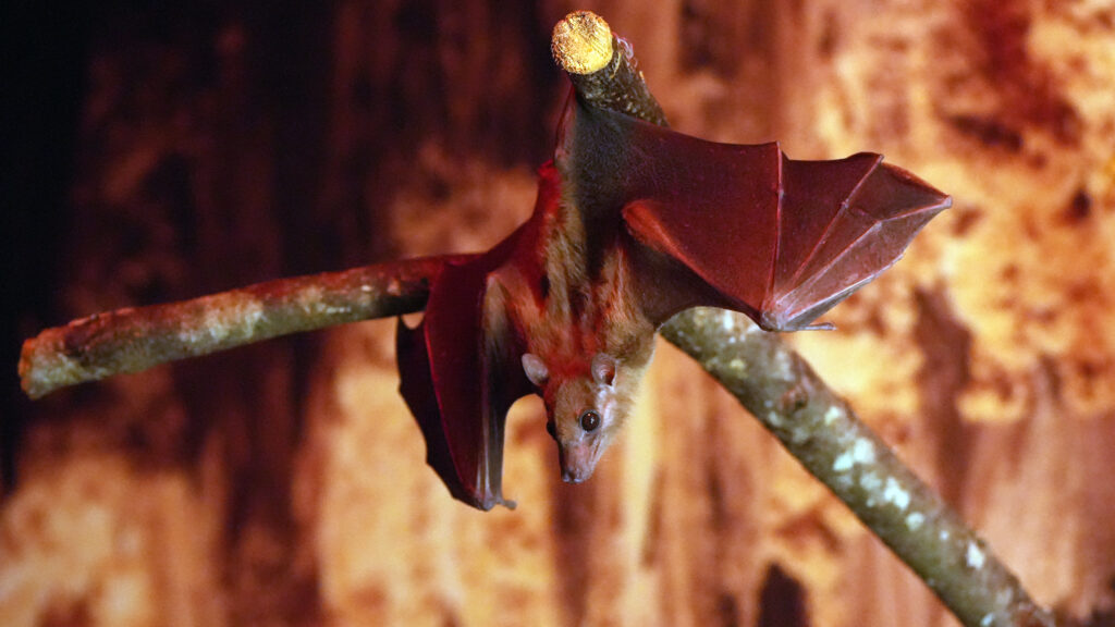 Mūsų gyvūnai 5 Egiptinis skraidantysis suo 2