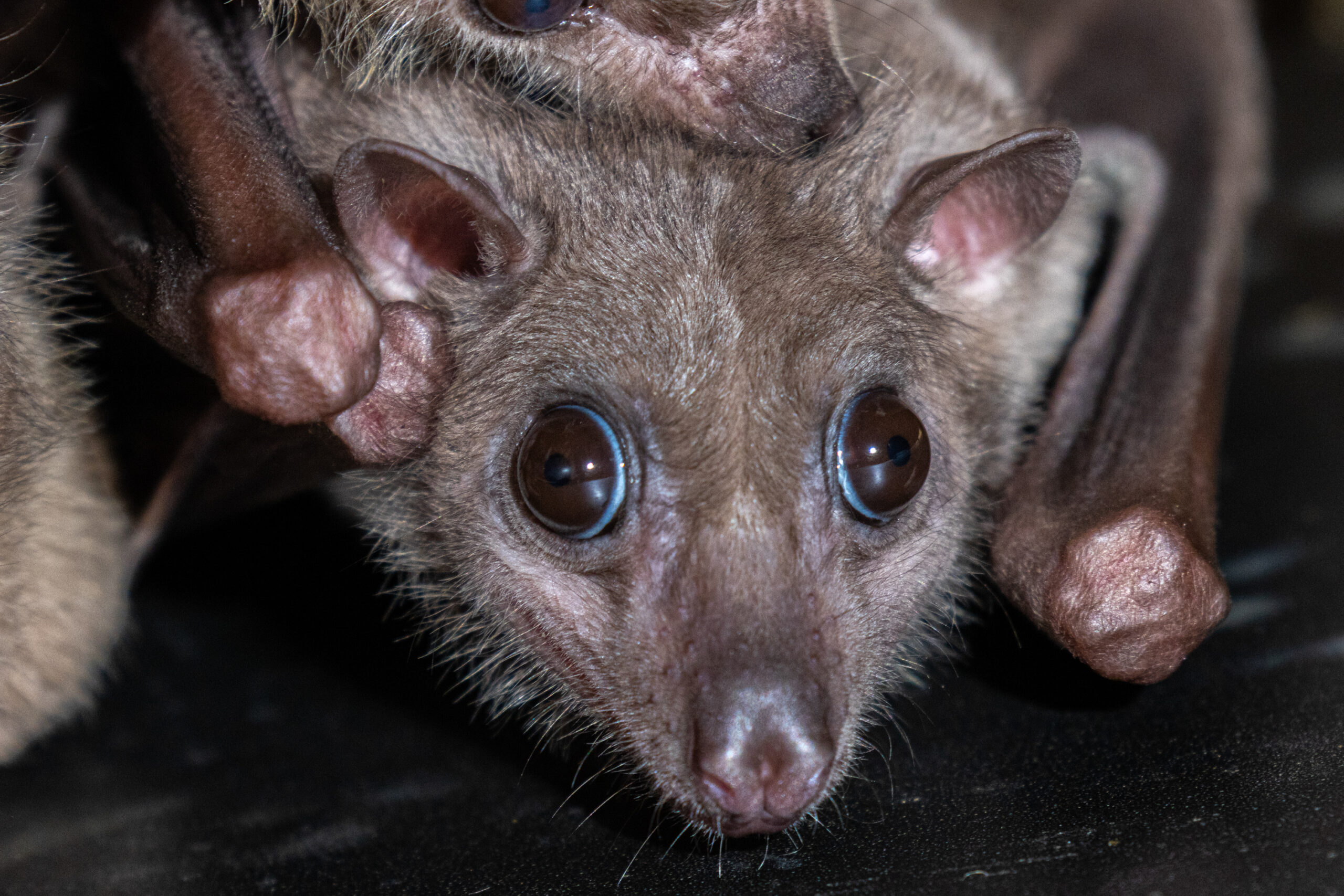 Egiptinis skraidantysis suo scaled