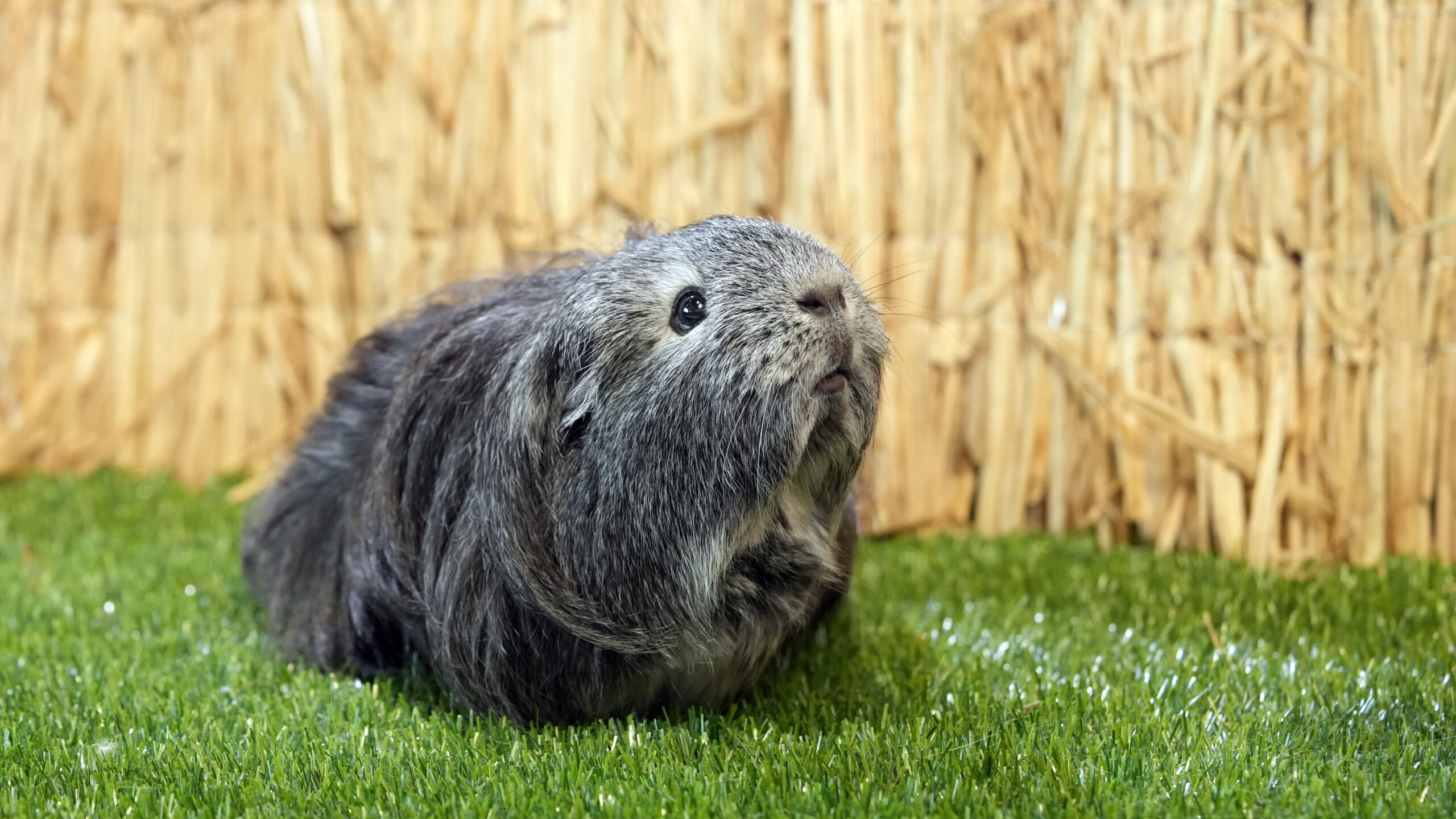 Jūrų kiaulytė (Cavia porcellus) 1 Juru kiaulyte 1 scaled