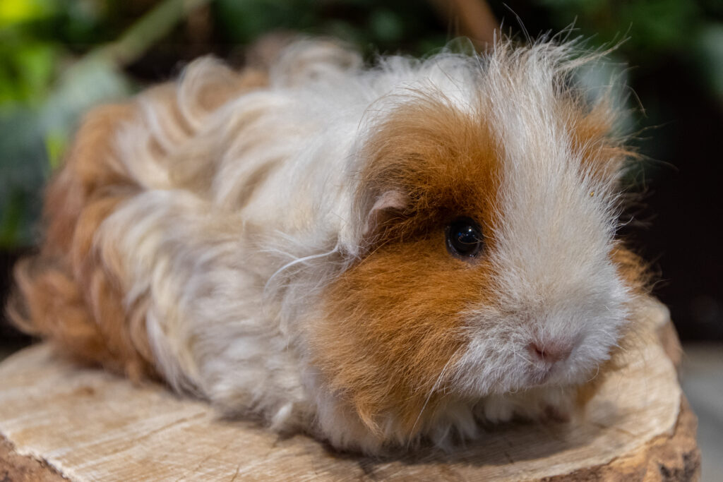 Mūsų gyvūnai 11 Juru kiaulyte