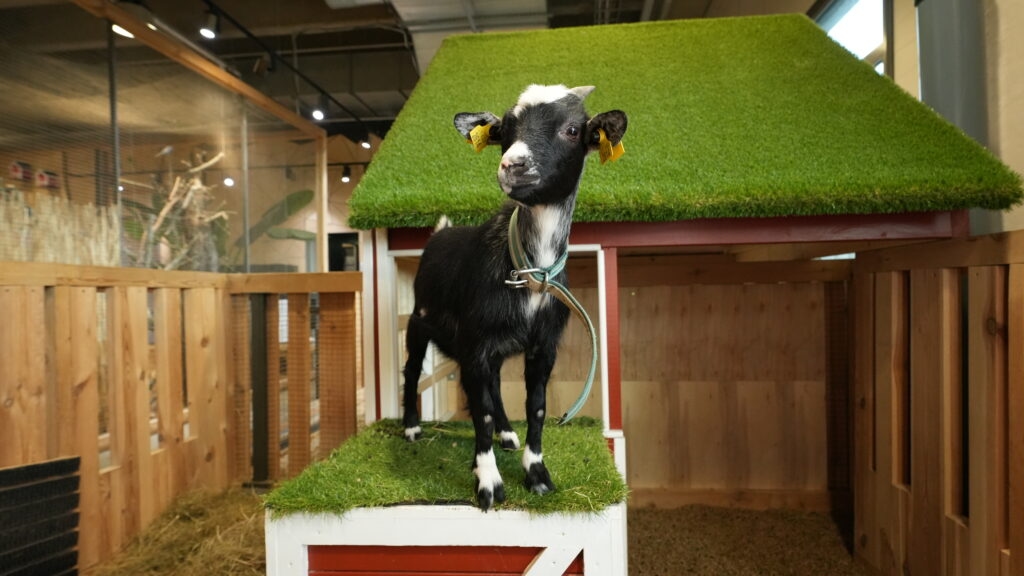 Mūsų gyvūnai 14 Kamerunine ozka