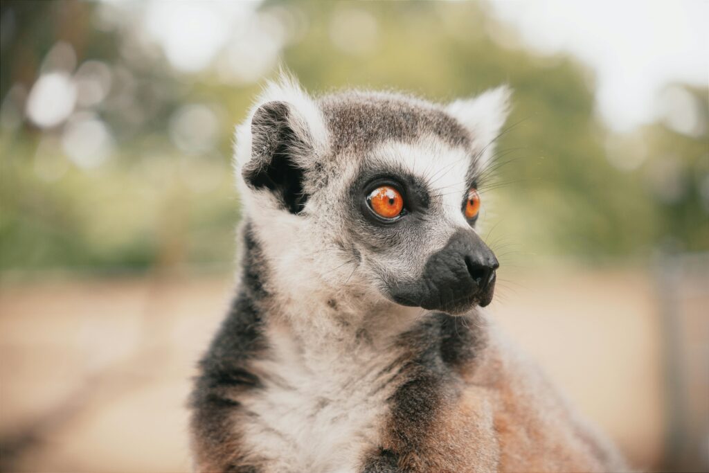 Mūsų gyvūnai 12 Katinis lemuras