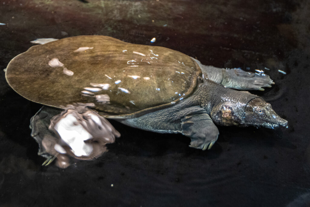 Mūsų gyvūnai 13 Kinijos minkstasarvis vezlys