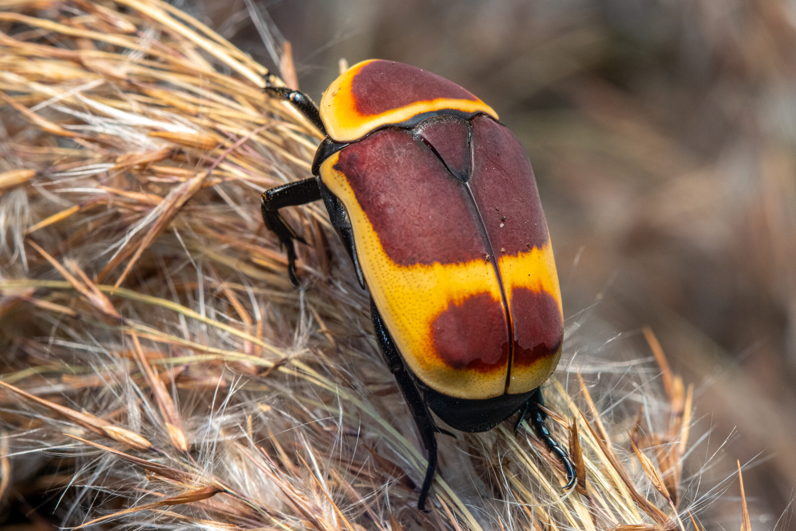 Kongo bronzinukas scaled