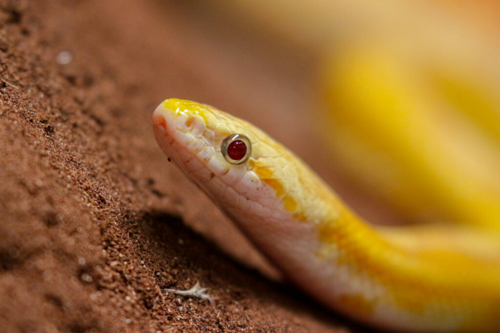 Mūsų gyvūnai 15 Kukuruzinis zaltys