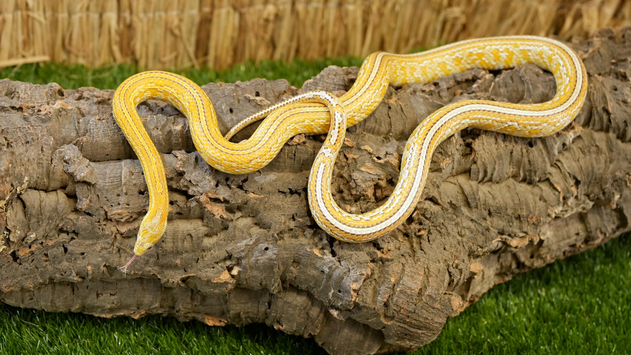 Kukuruzinis zaltys 2 scaled