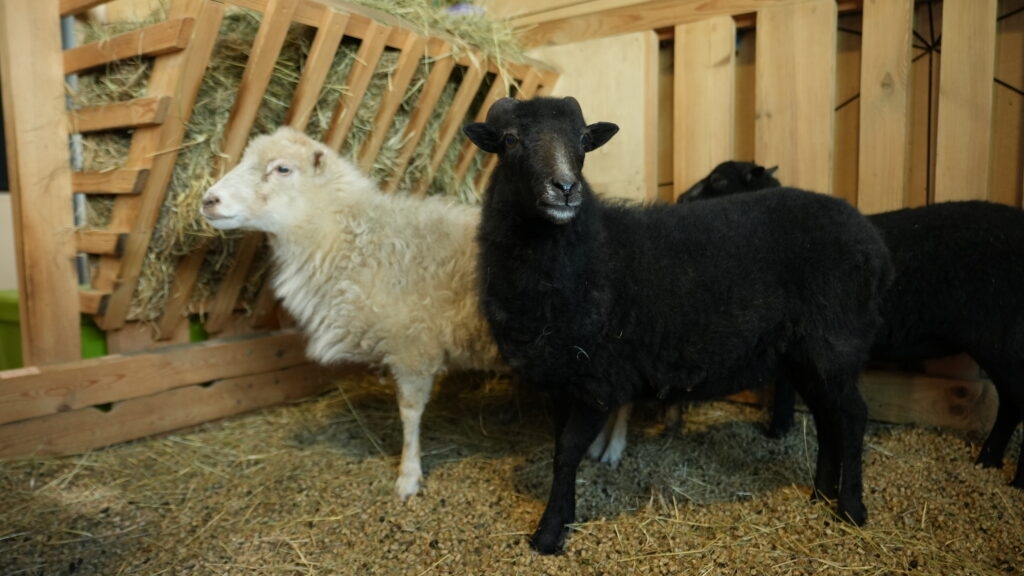 Mūsų gyvūnai 1 Kveslando salos avis 1