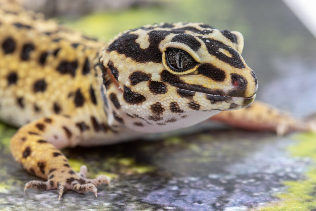 Mūsų gyvūnai 16 Leopardinis gekonas
