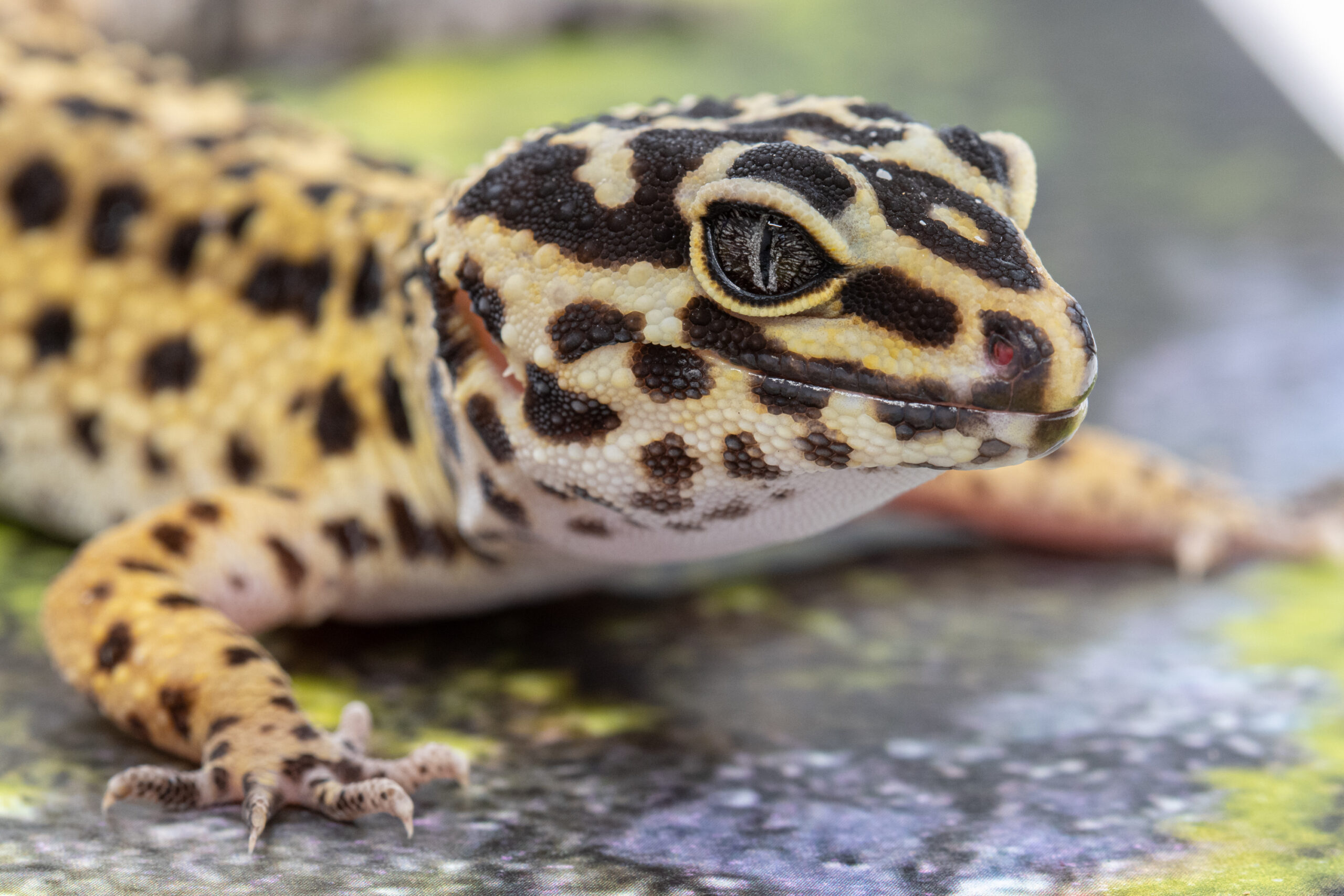 Leopardinis gekonas scaled