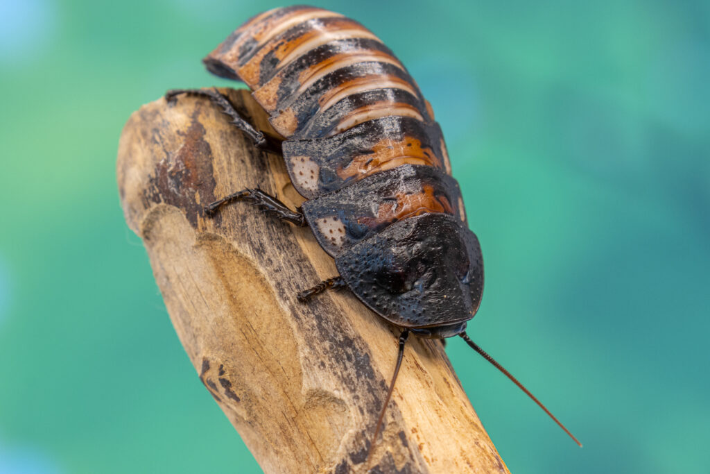 Mūsų gyvūnai 17 Madagaskaro snypsciantysis tarakonas