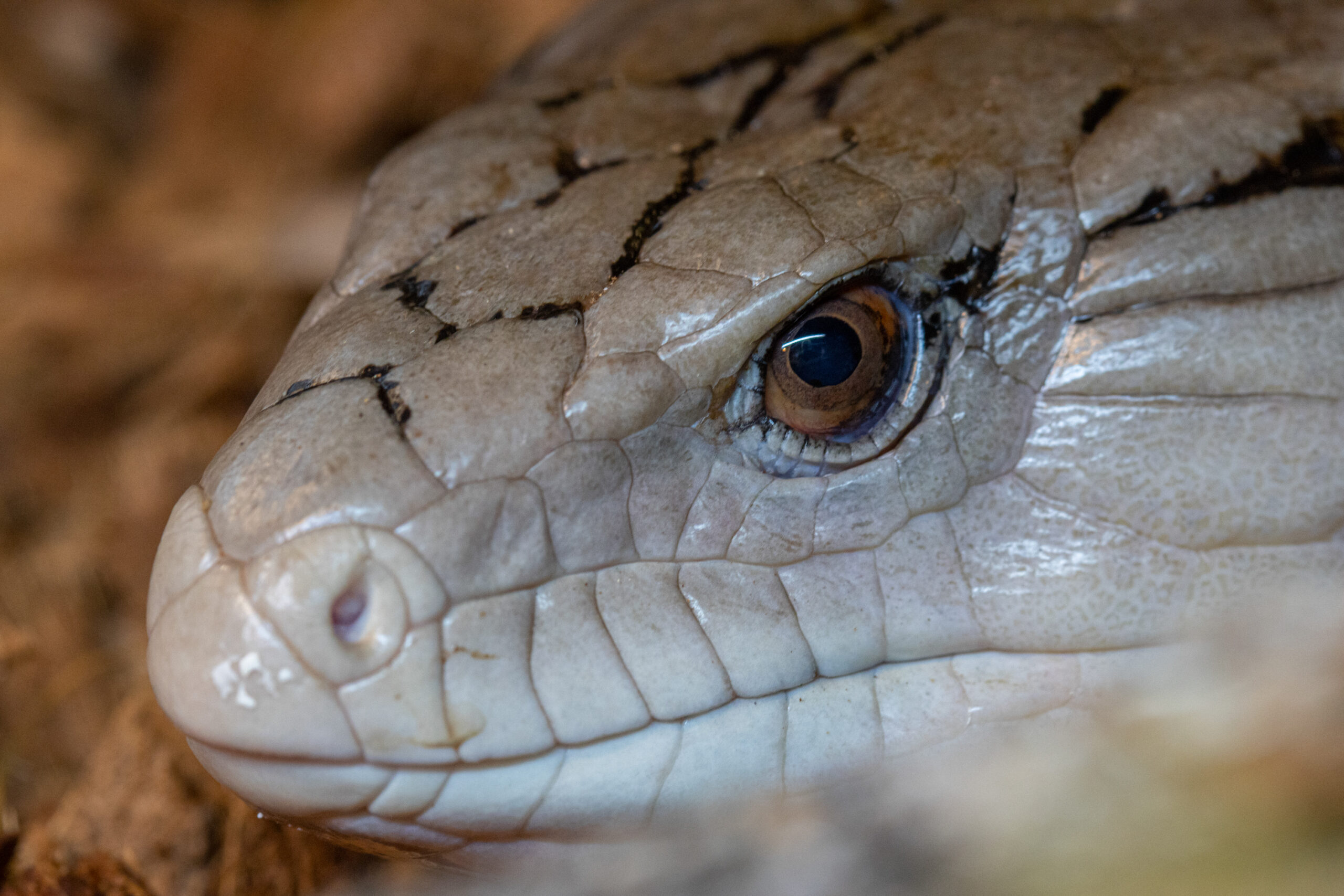 Melynliezuvis scinkas 1 scaled