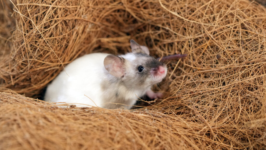 Mūsų gyvūnai 11 Namine pele