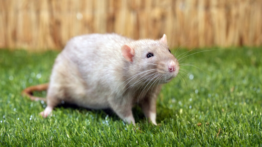 Mūsų gyvūnai 12 Namine ziurke