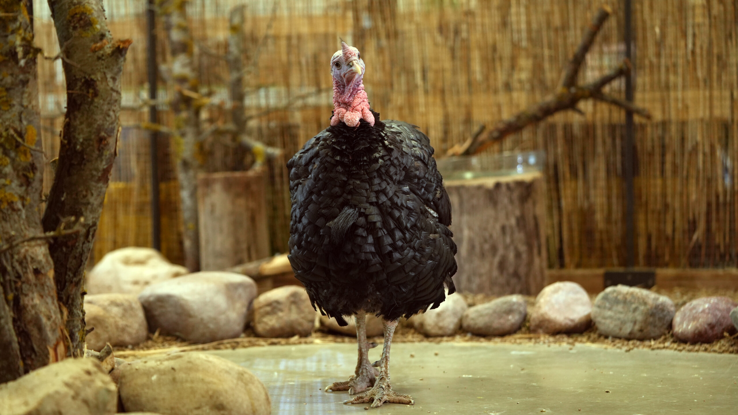 Naminis kalakutas scaled