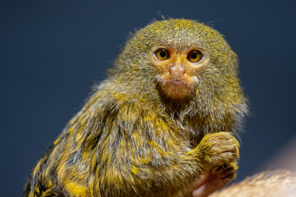 Mūsų gyvūnai 20 Nykstukine marmozete