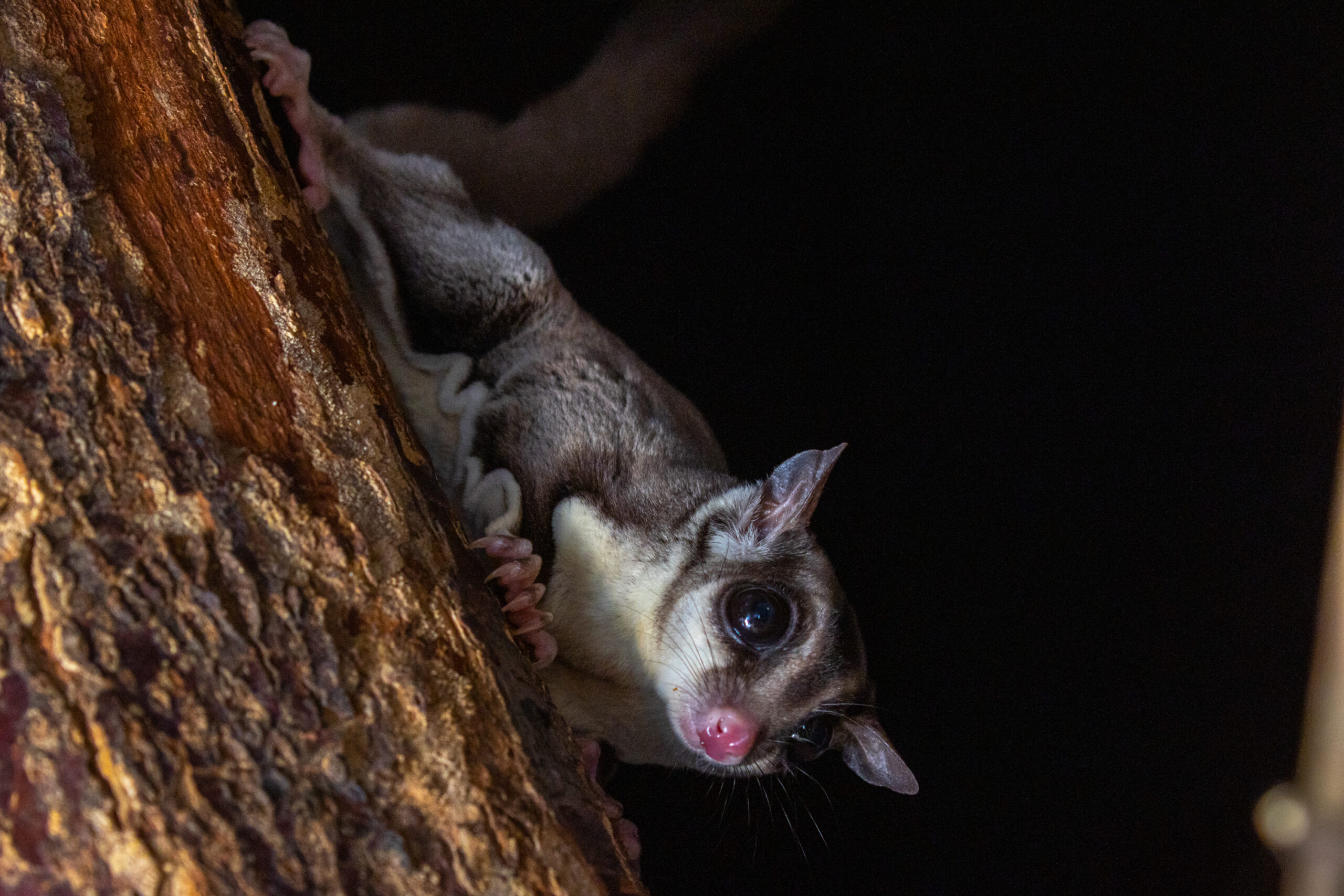 Nykstukine voverine skraiduole scaled