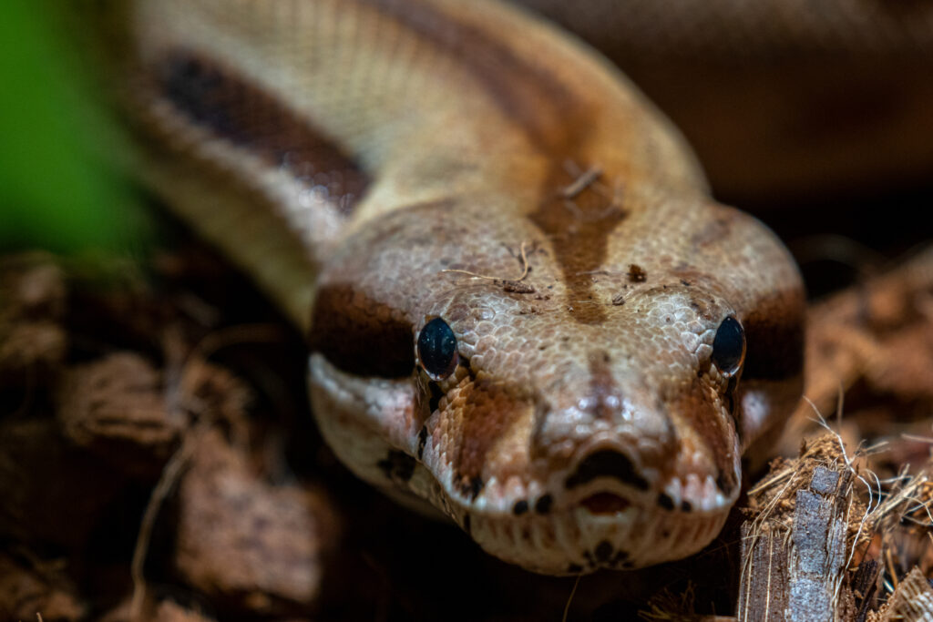 Mūsų gyvūnai 22 Paprastasis smauglys