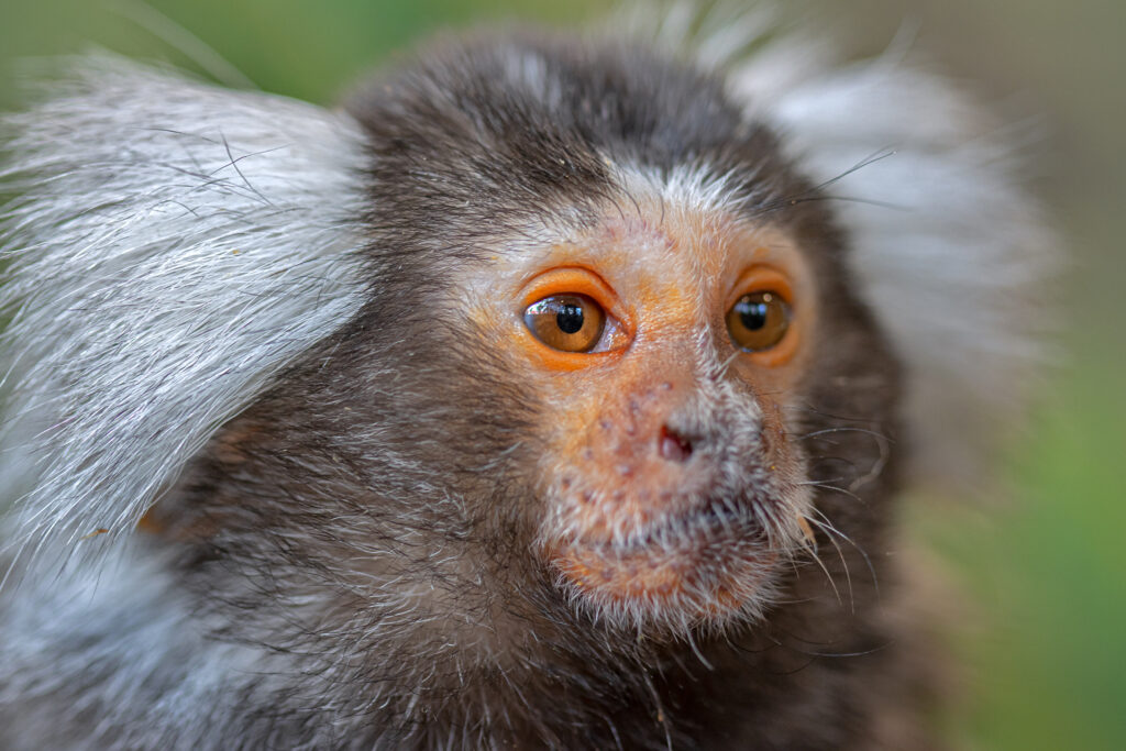 Mūsų gyvūnai 23 Paprastoji marmozete