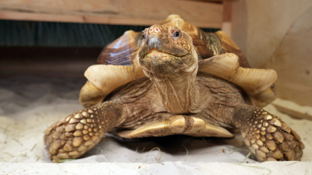 Mūsų gyvūnai 16 Pentinuotasis vezlys