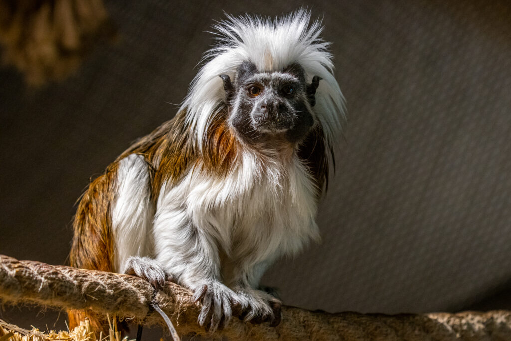 Mūsų gyvūnai 24 Perukine tamarina