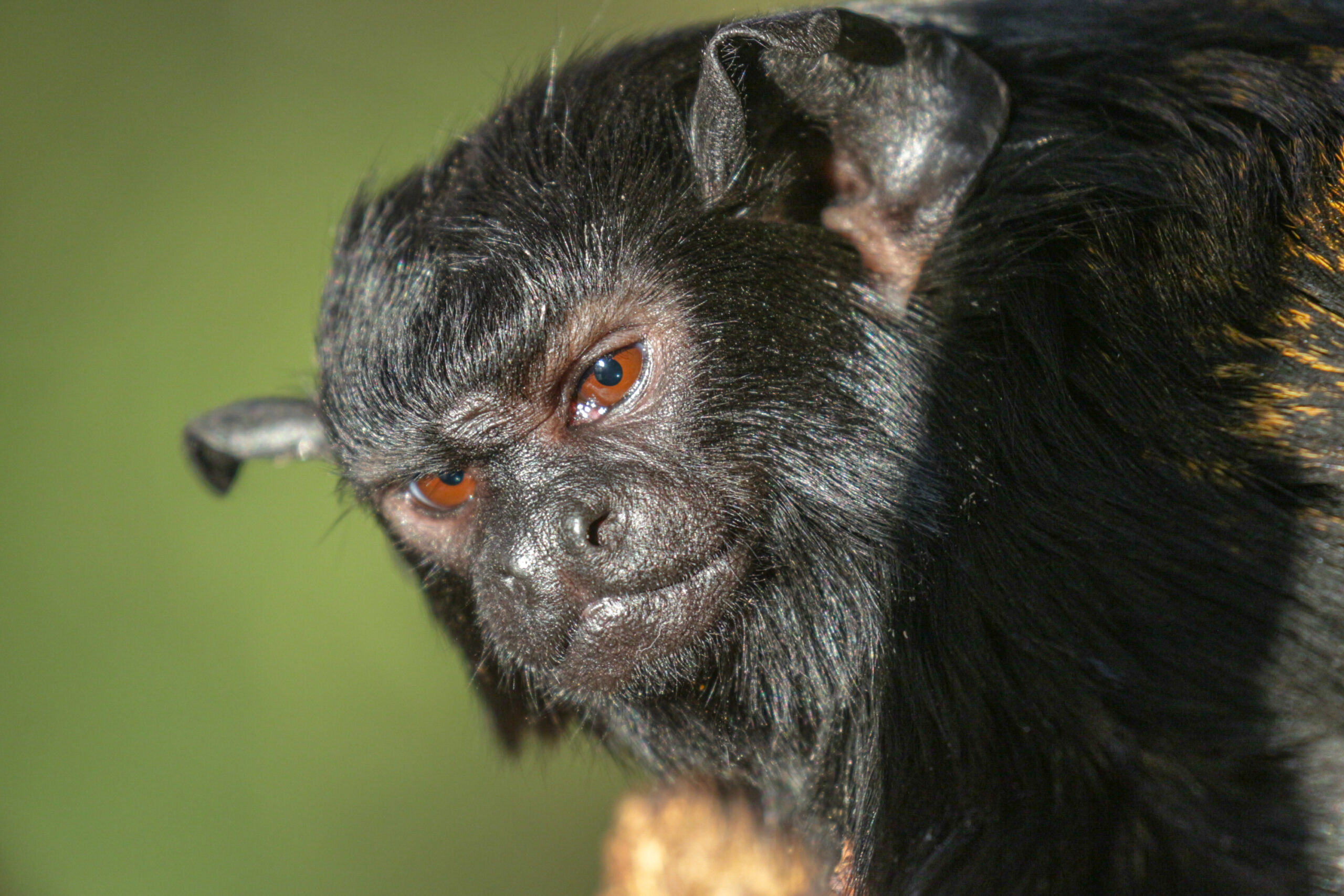 Raudonrankė tamarina (Saguinus midas) 1 Raudonranke tamarina scaled