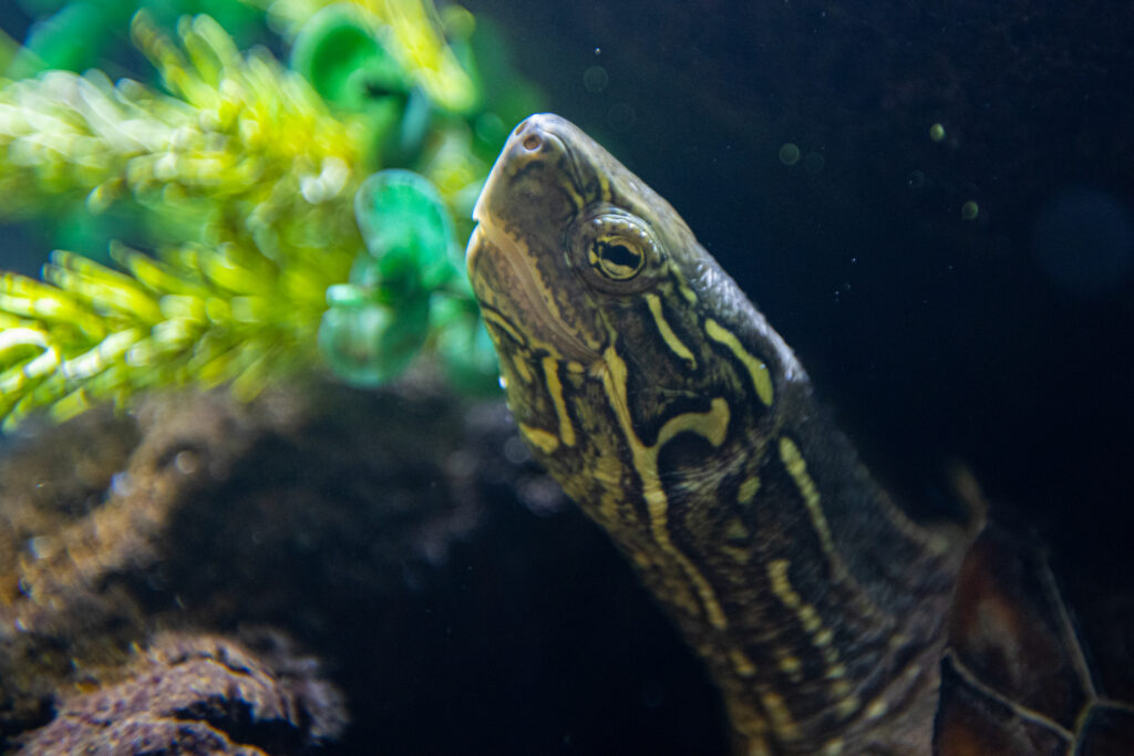 Mūsų gyvūnai 26 Rivso vezlys